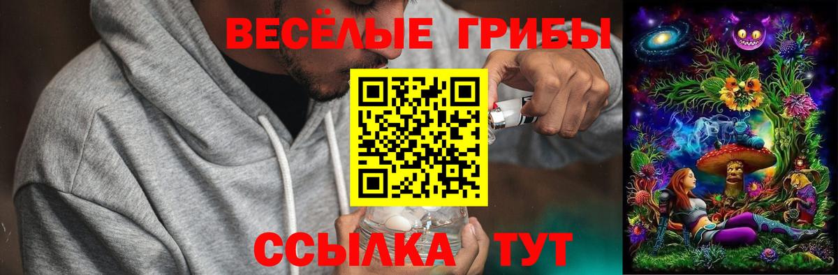Галлюциногенные грибы Psilocybine cubensis Дербент
